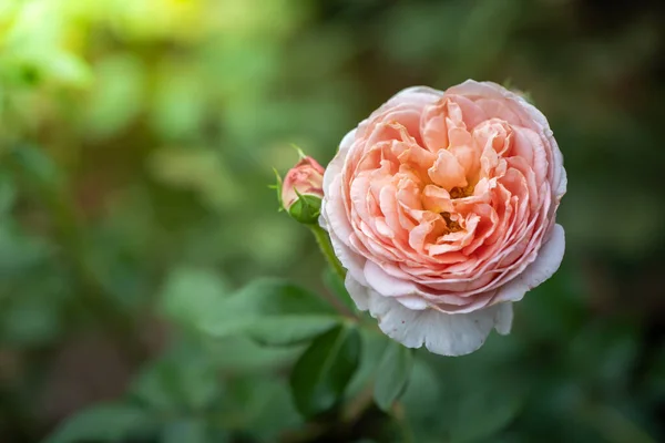 Rosas Jardín Rosas Son Hermosas Con Hermoso Día Soleado —  Fotos de Stock