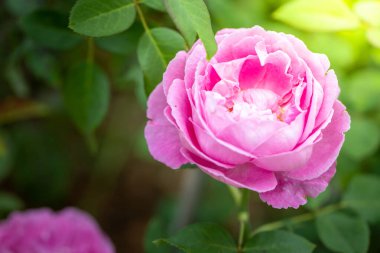 Bahçedeki güller, güzel güneşli bir günde güller güzeldir..