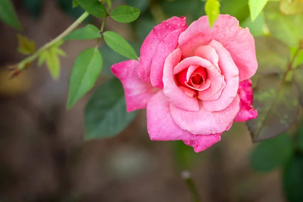 Rosas Jardín Rosas Son Hermosas Con Hermoso Día Soleado — Foto de Stock