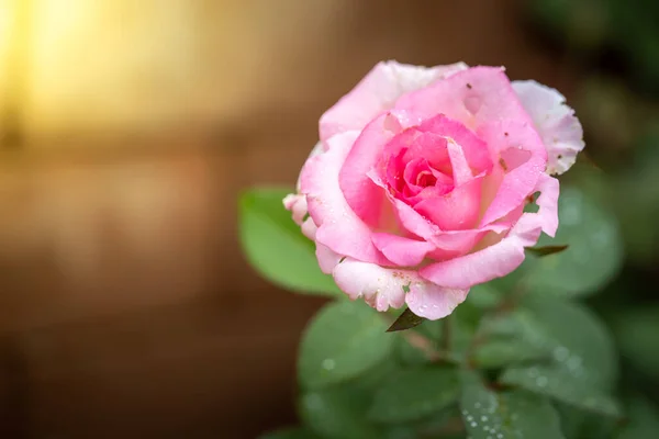 Rosas Jardín Rosas Son Hermosas Con Hermoso Día Soleado — Foto de Stock