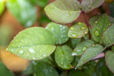 Bahçedeki güneş ışığı altında yeşil yaprağı kapat. Kopyalama alanı olan doğal arkaplan.