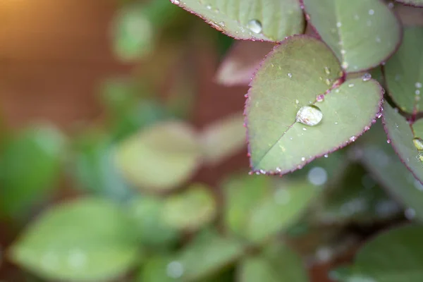 Close Green Leaf Sunlight Garden Natural Background Copy Space — Stock Photo, Image