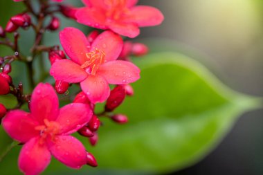 Bahçedeki güller, güzel güneşli bir günde güller güzeldir..