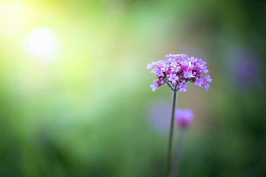 Renkli çiçeklerin arkaplan resmi, arka plan doğası