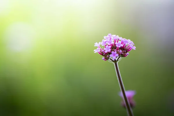 Imagen Fondo Las Flores Colores Naturaleza Fondo — Foto de Stock