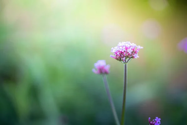 Imagen Fondo Las Flores Colores Naturaleza Fondo — Foto de Stock