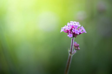 Renkli çiçeklerin arkaplan resmi, arka plan doğası