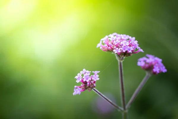 Background Image Colorful Flowers Background Nature — Stock Photo, Image