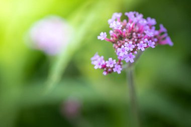 Renkli çiçeklerin arkaplan resmi, arka plan doğası