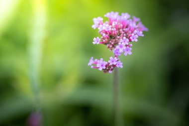 Renkli çiçeklerin arkaplan resmi, arka plan doğası
