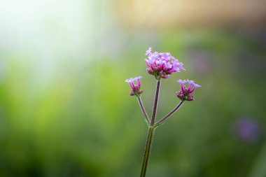 Renkli çiçeklerin arkaplan resmi, arka plan doğası