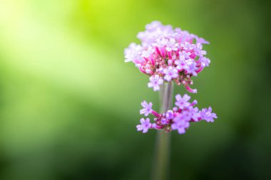 Renkli çiçeklerin arkaplan resmi, arka plan doğası