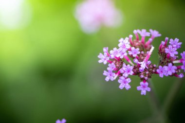 Renkli çiçeklerin arkaplan resmi, arka plan doğası