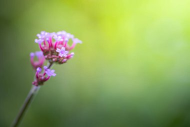 Renkli çiçeklerin arkaplan resmi, arka plan doğası