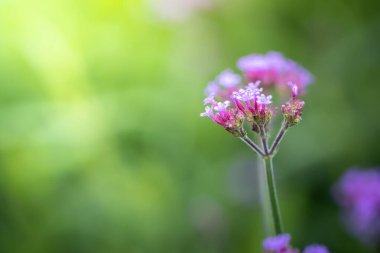 Renkli çiçeklerin arkaplan resmi, arka plan doğası