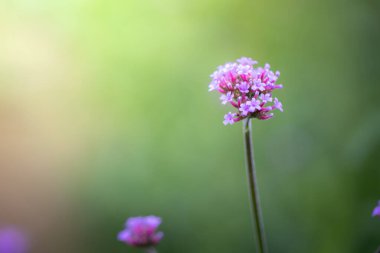 Renkli çiçeklerin arkaplan resmi, arka plan doğası