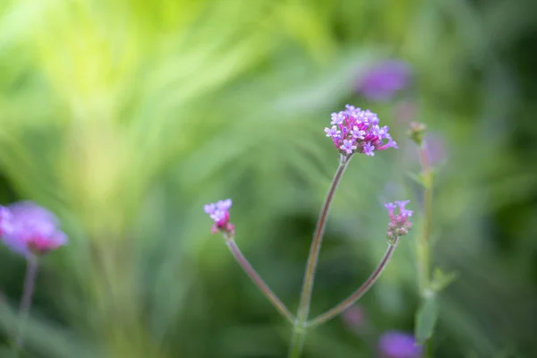 stock image The background image of the colorful flowers, background nature