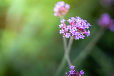 Renkli çiçeklerin arkaplan resmi, arka plan doğası