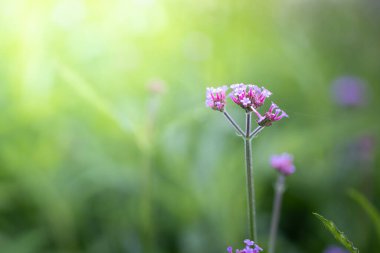 Renkli çiçeklerin arkaplan resmi, arka plan doğası
