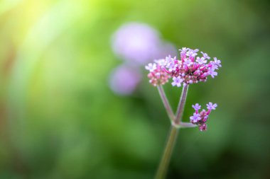 Renkli çiçeklerin arkaplan resmi, arka plan doğası