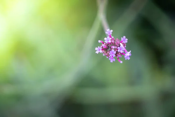 Background Image Colorful Flowers Background Nature — Stock Photo, Image