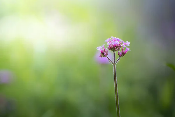 Imagen Fondo Las Flores Colores Naturaleza Fondo — Foto de Stock