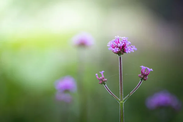 Imagen Fondo Las Flores Colores Naturaleza Fondo — Foto de Stock