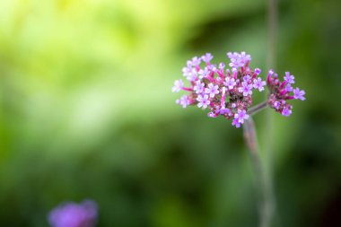 Renkli çiçeklerin arkaplan resmi, arka plan doğası