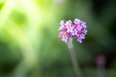 Renkli çiçeklerin arkaplan resmi, arka plan doğası