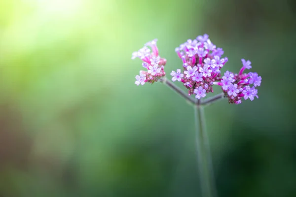 Imagen Fondo Las Flores Colores Naturaleza Fondo — Foto de Stock