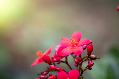 Bahçedeki güller, güzel güneşli bir günde güller güzeldir..