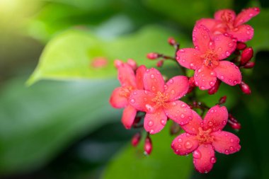 Bahçedeki güller, güzel güneşli bir günde güller güzeldir..
