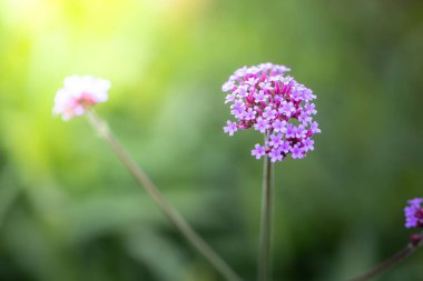 Renkli çiçeklerin arkaplan resmi, arka plan doğası
