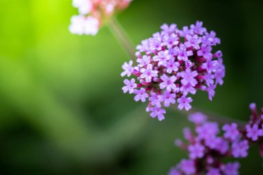 Renkli çiçeklerin arkaplan resmi, arka plan doğası