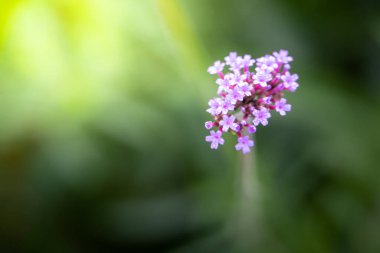 Renkli çiçeklerin arkaplan resmi, arka plan doğası