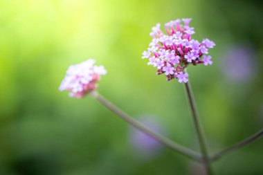 Renkli çiçeklerin arkaplan resmi, arka plan doğası