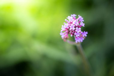 Renkli çiçeklerin arkaplan resmi, arka plan doğası