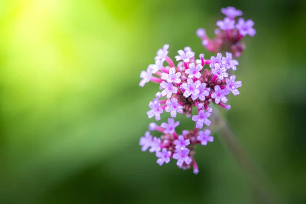 Imagen Fondo Las Flores Colores Naturaleza Fondo — Foto de Stock