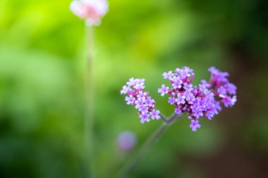 Renkli çiçeklerin arkaplan resmi, arka plan doğası