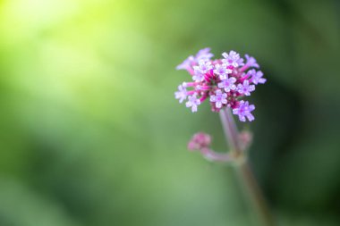 Renkli çiçeklerin arkaplan resmi, arka plan doğası