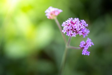 Renkli çiçeklerin arkaplan resmi, arka plan doğası