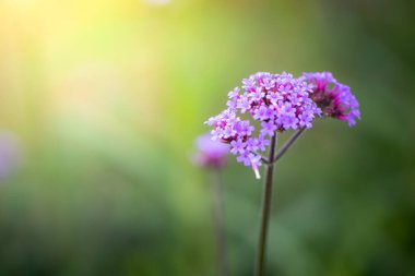 Renkli çiçeklerin arkaplan resmi, arka plan doğası