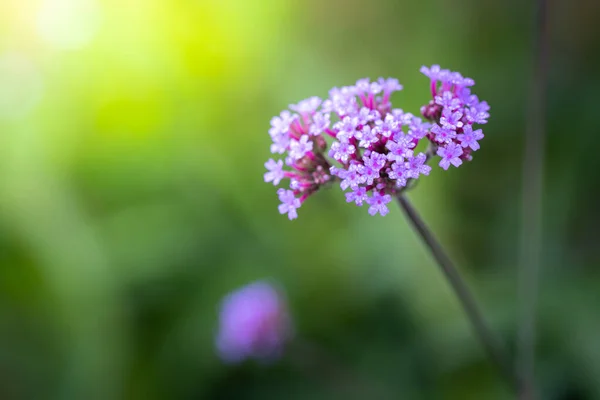 Imagen Fondo Las Flores Colores Naturaleza Fondo — Foto de Stock