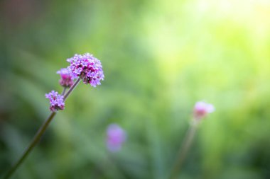 Renkli çiçeklerin arkaplan resmi, arka plan doğası