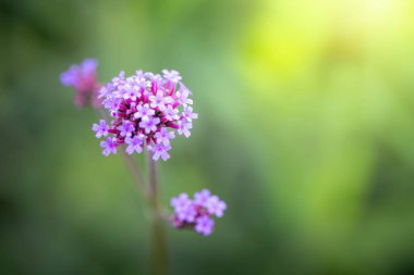 Renkli çiçeklerin arkaplan resmi, arka plan doğası