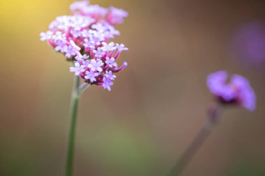 Renkli çiçeklerin arkaplan resmi, arka plan doğası