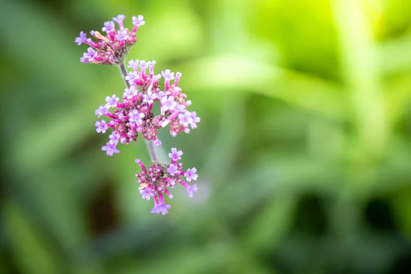 Imagen Fondo Las Flores Colores Naturaleza Fondo — Foto de Stock