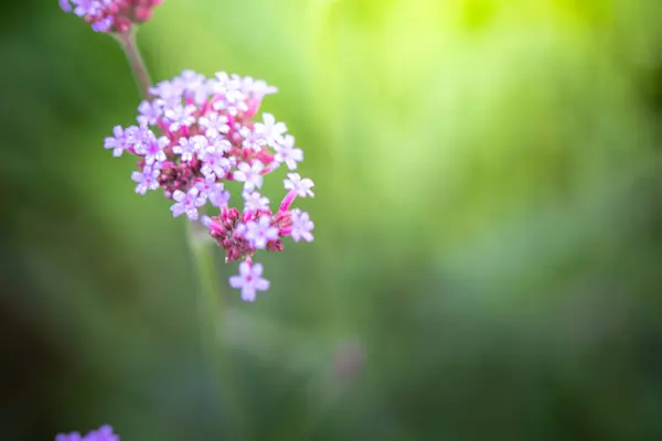 Imagem Fundo Das Flores Coloridas Natureza Fundo — Fotografia de Stock