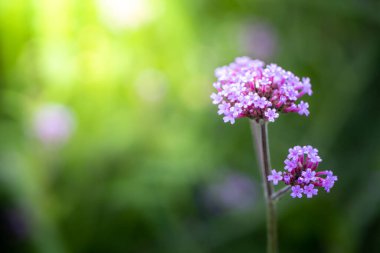 Renkli çiçeklerin arkaplan resmi, arka plan doğası