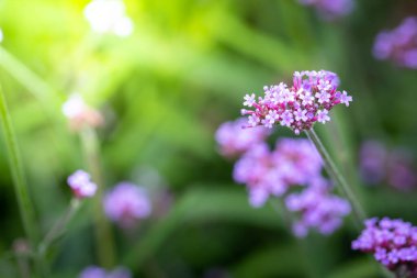 Renkli çiçeklerin arkaplan resmi, arka plan doğası
